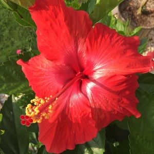 Meet your Posher, Ruth ann